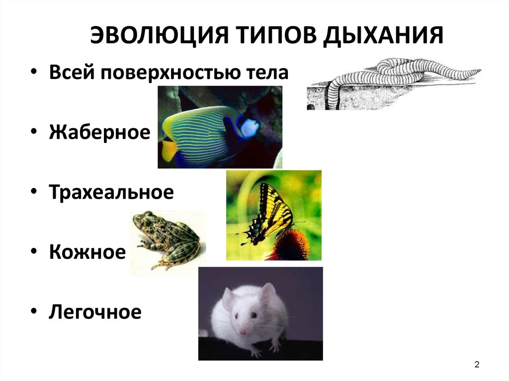 Типы дыхания жаберное легочное. Эволюция типов дыхания. Группы животных дышащих всей поверхностью тела. Животные которые дышат поверхностью тела. Эволюция поверхностного типа дыхания.