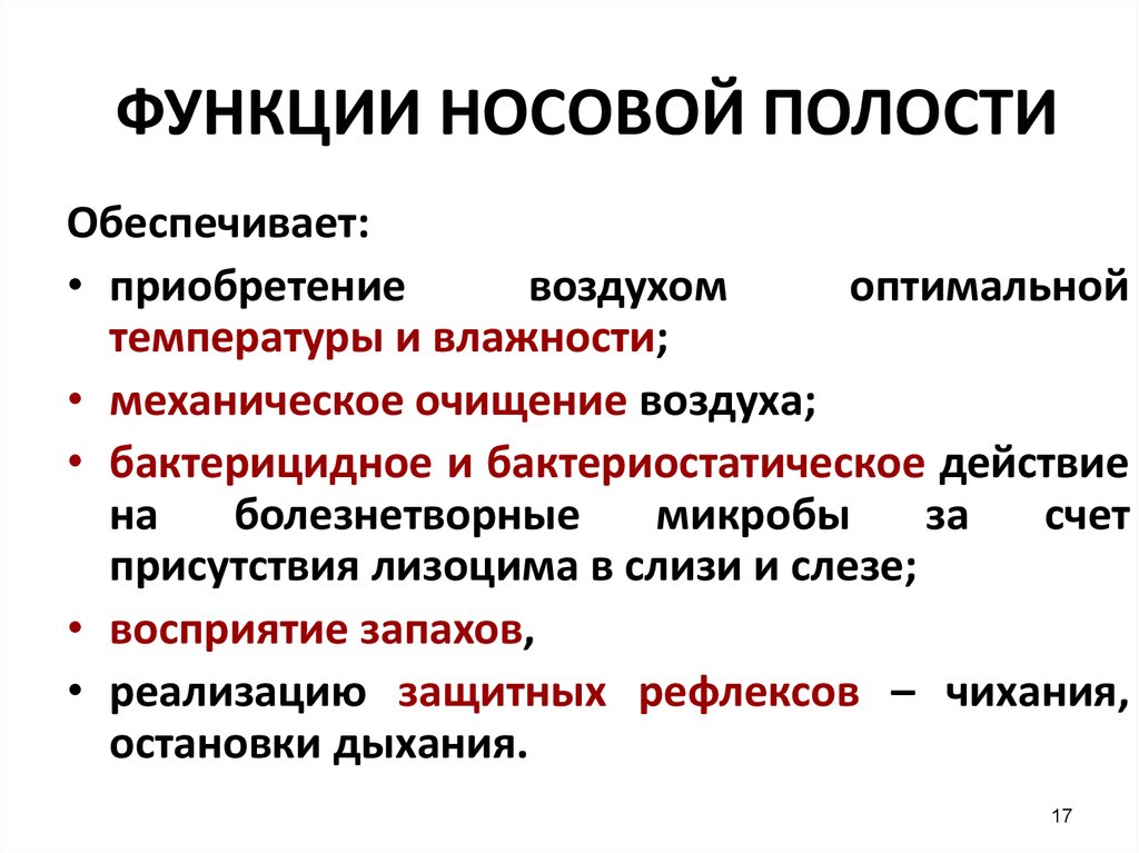 1 из функций носовой полости является