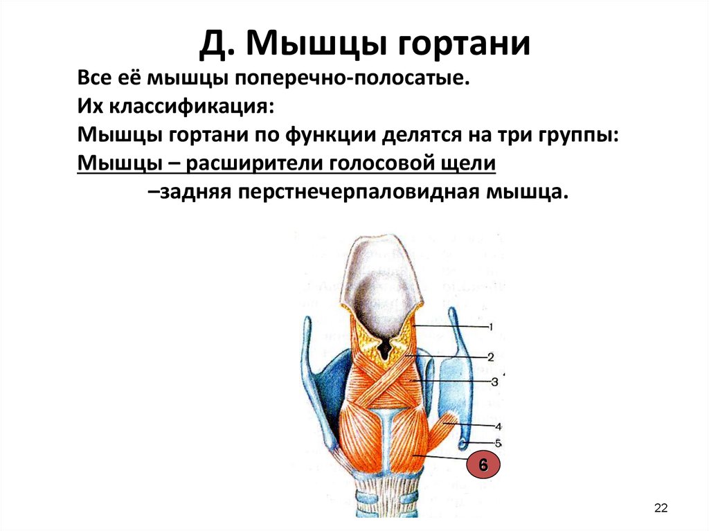 Мышцы гортани. Мышцы гортани, их классификация, функции.. Классификация мышц гортани. Внутренние мышцы гортани делятся на группы.