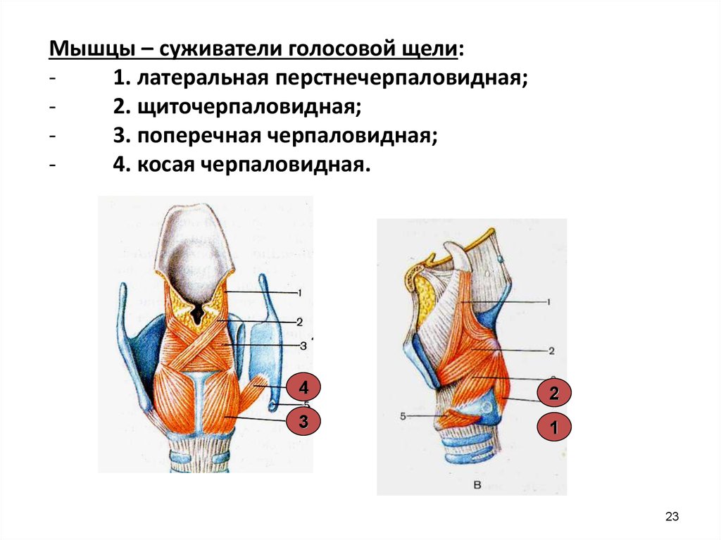 Мышца расширяющая. Мышцы гортани расширяющие голосовую щель. Латеральная перстнечерпаловидная мышца гортани. Мышцы гортани суживающие голосовую щель. Мышцы суживатели голосовой щели.