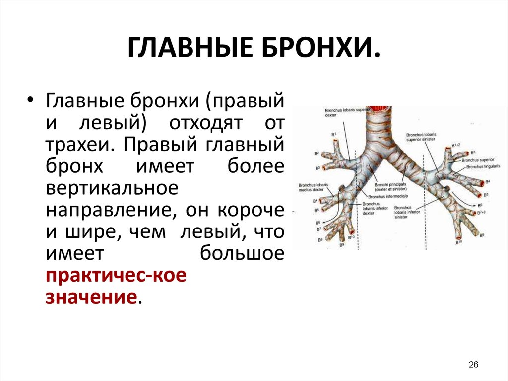 Бронхи и трахея схема