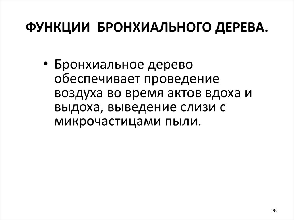 Функции бронхов. Функции бронхов человека. Функции бронх. Бронхиальное дерево функции.