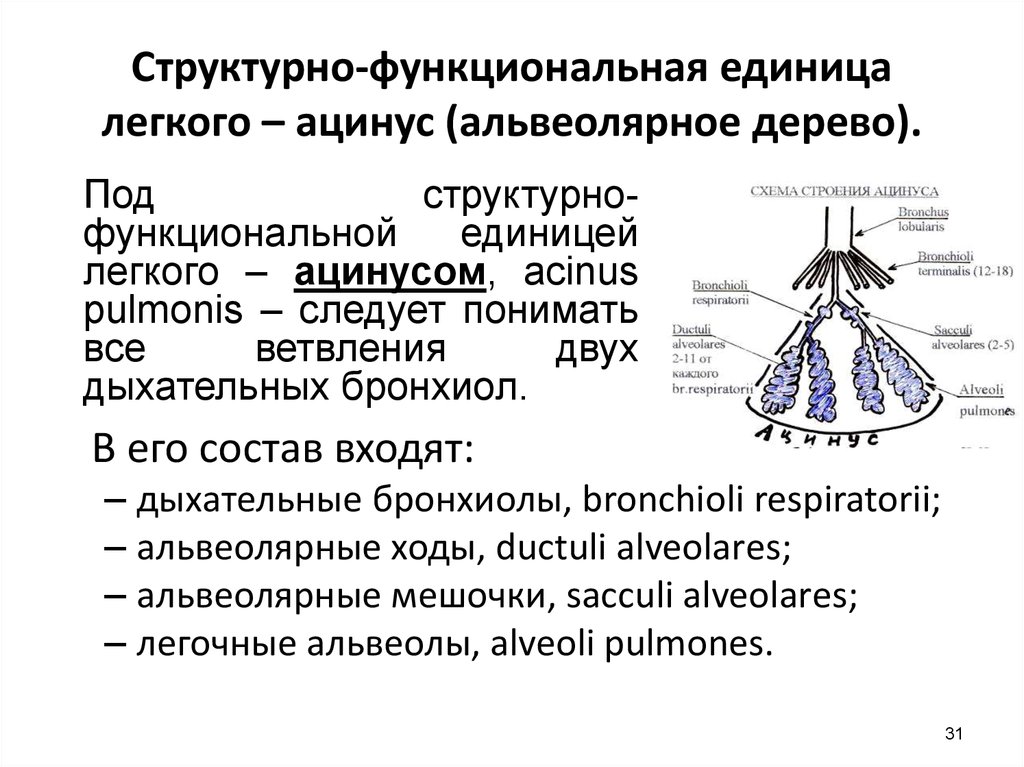 Единица легкого. Ацинус структурно функциональная единица легких. Строение структурно-функциональной единицы легкого ацинуса. Легкие структурно-функциональная единица легкого. Структурная единица лёгкого ацинус.