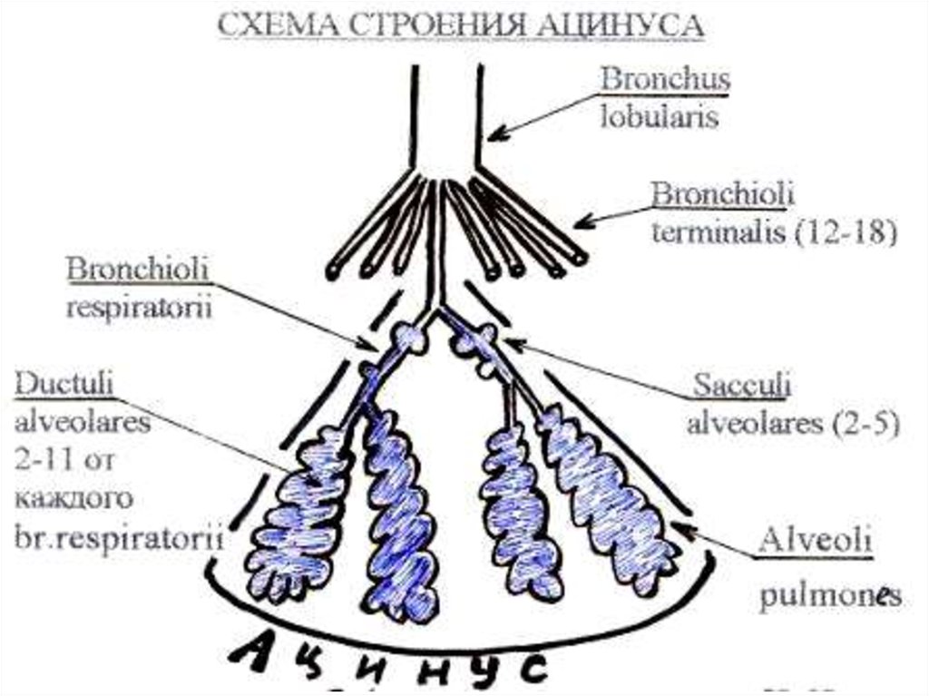 Ацинус. Схема строения ацинуса. Схема строения ацинуса легкого. Ацинус схема строения анатомия. Структуры относящиеся к ацинусу.