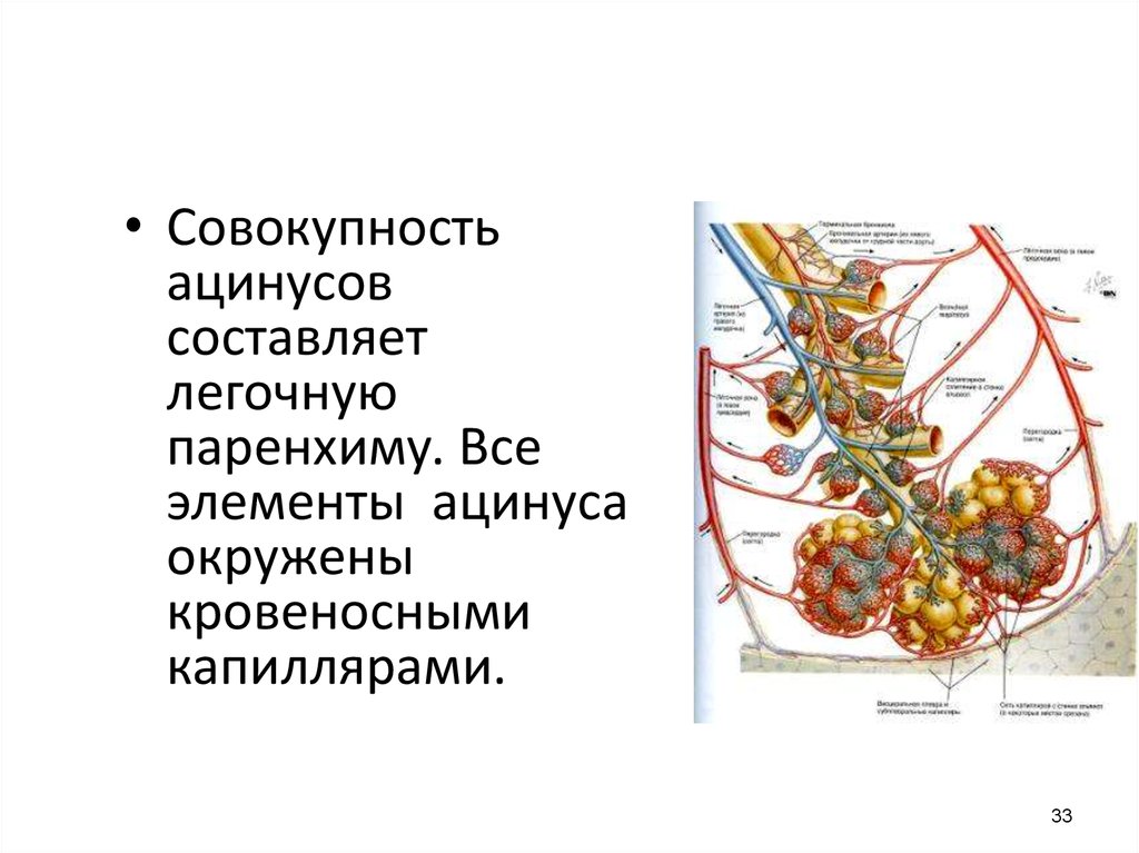 Функциональная анатомия дыхательной системы презентация