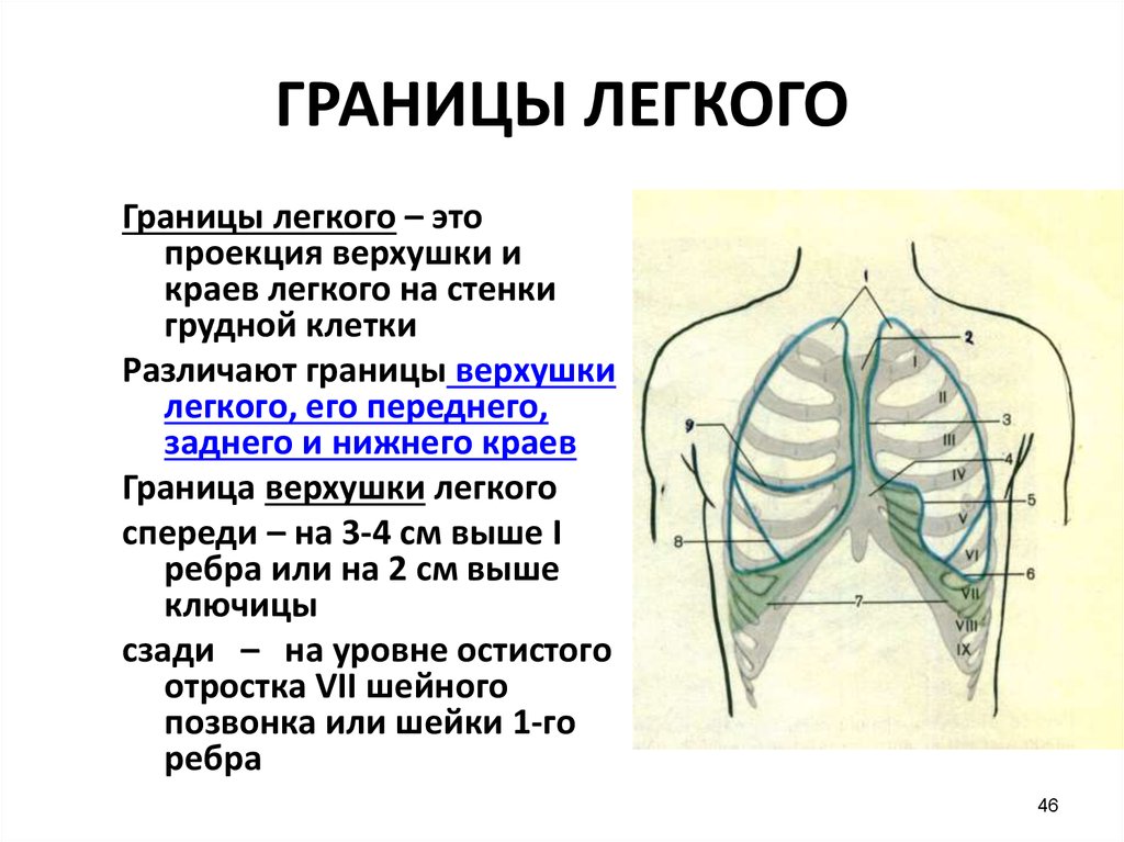 Нижняя граница легких. Верхняя граница легких сзади. Границы правого и левого легкого таблица. Верхняя граница легких спереди. Топография легких сзади.