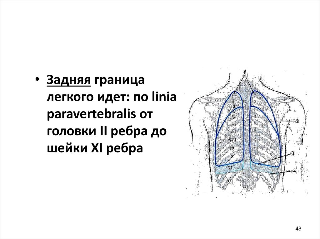 Плевра у женщин. Задняя граница легких. Границы легкого. Systema respiratorium Anatomy.