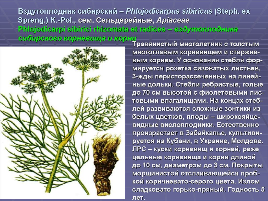 Редко корень. Вздутоплодник Сибирский. Вздутоплодник Сибирский Фармакогнозия. Вздутоплодник Сибирский Phlojodicárpus sibíricus. Вздутоплодник Сибирский корневища и корни.