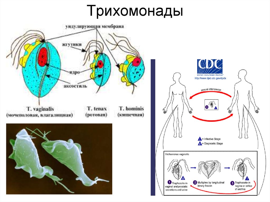 Схема жизненного цикла трихомонады мочеполовой