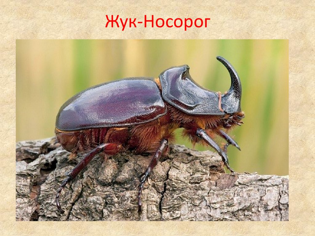 Жук носорог. Жук носорог самец. Жук носорог Жук носорог. Жук носорог обыкновенный краткое. Жук носорог виды.