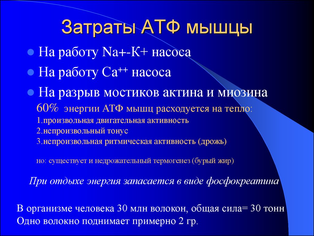 Энергия запасается в атф энергия расходуется. АТФ В мышцах. Работа мышц АТФ. АТФ В мышечном сокращении. АТФ В процессе сокращения мышц.