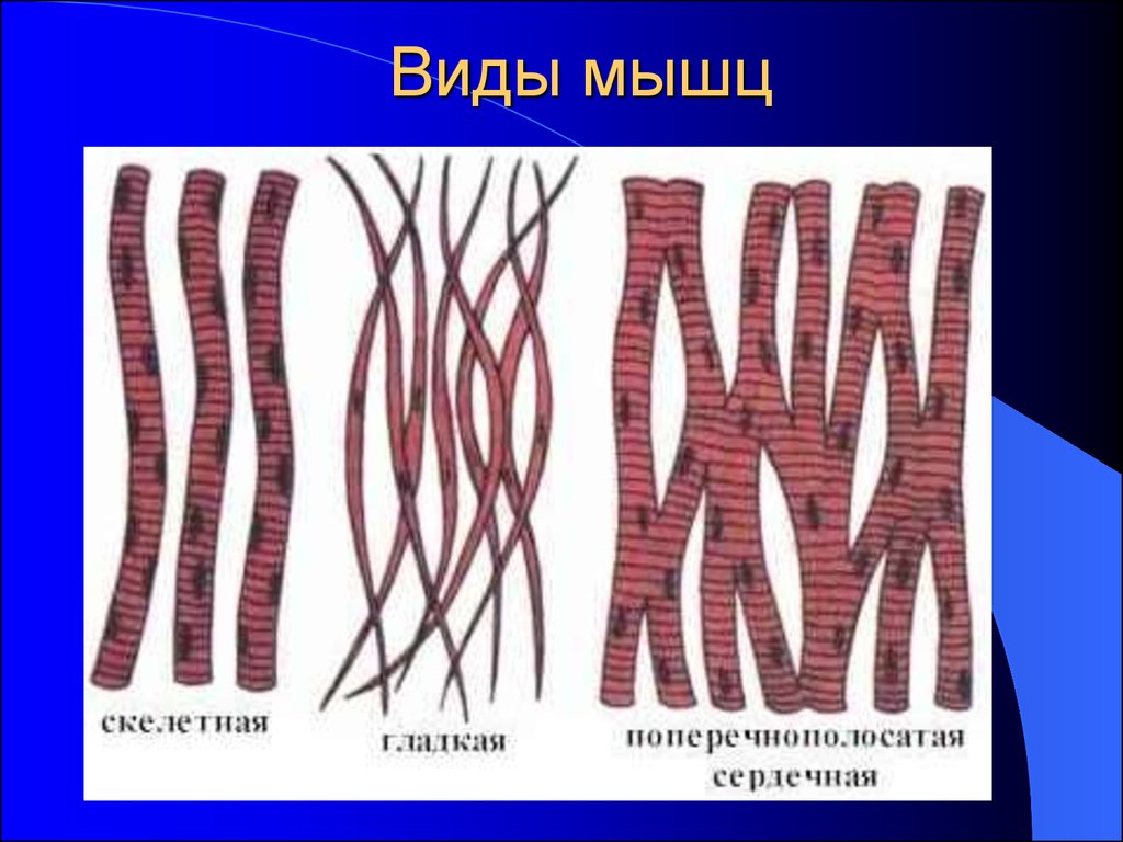 Клетки мышечной ткани