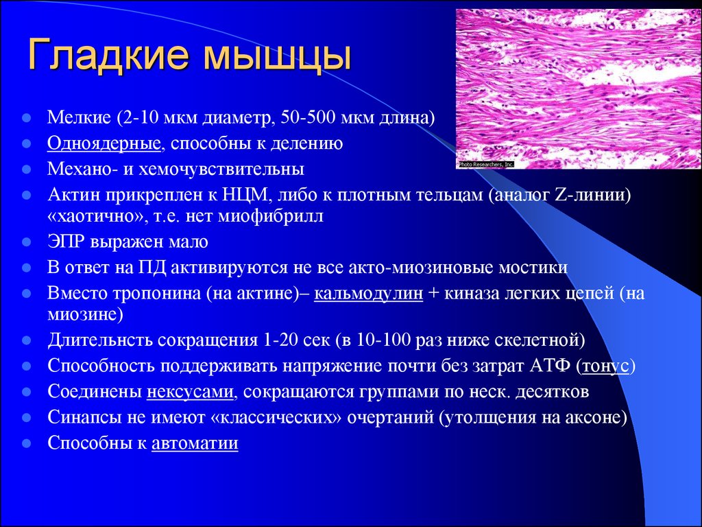 Работа гладких мышц. Гладкие мышцы. Гладкая мускулатура. Длина гладкой мышцы. Гладкие мышцы примеры.