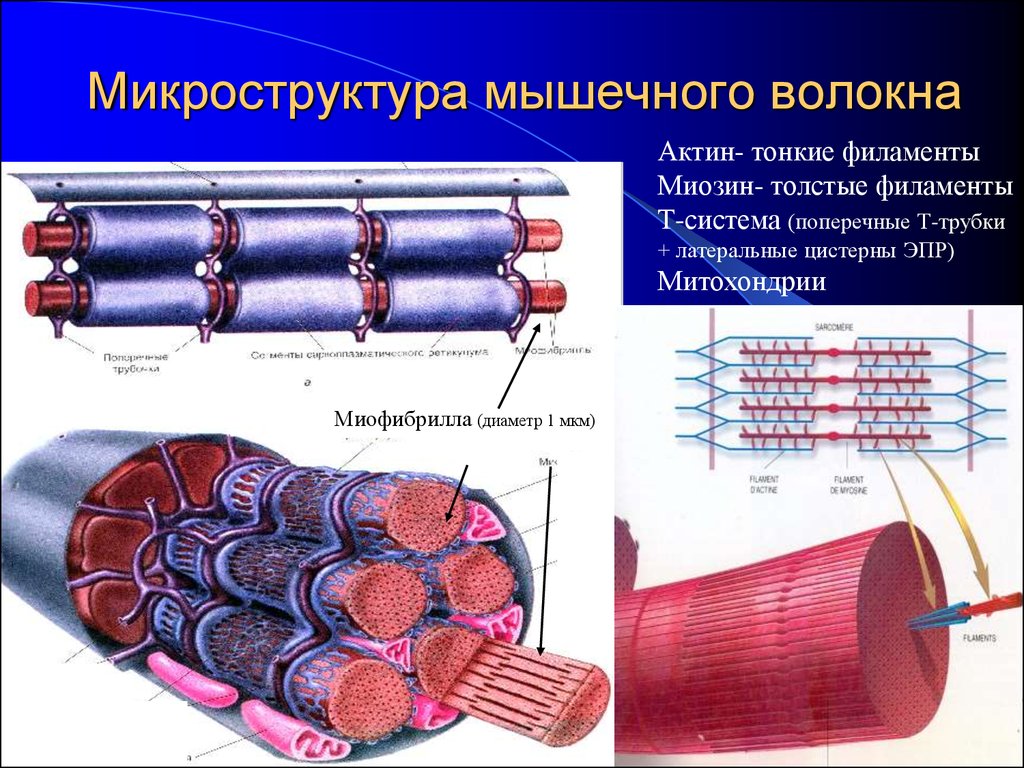 К опорному аппарату мышечного волокна относят