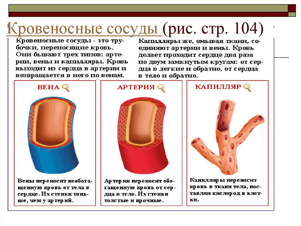 Виды кровеносных сосудов. Кровеносные сосуды. Структура кровеносных сосудов. Типы сосудов человека. Строение кровеносных сосудов человека.