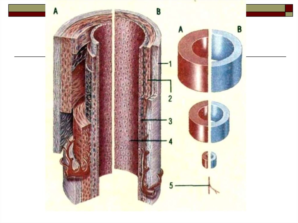 Мышечный слой артерий и вен. Стенки кровеносных сосудов. Оболочки стенки артерий. Строение кровеносных сосудов. Стенки капиллярных сосудов.