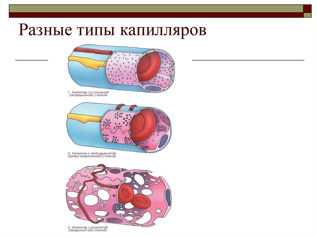 Какие капилляры. Классификация кровеносных капилляров. Строение капилляров сплошной. Строение фенестрированного капилляра. Строение сосудов капилляры.