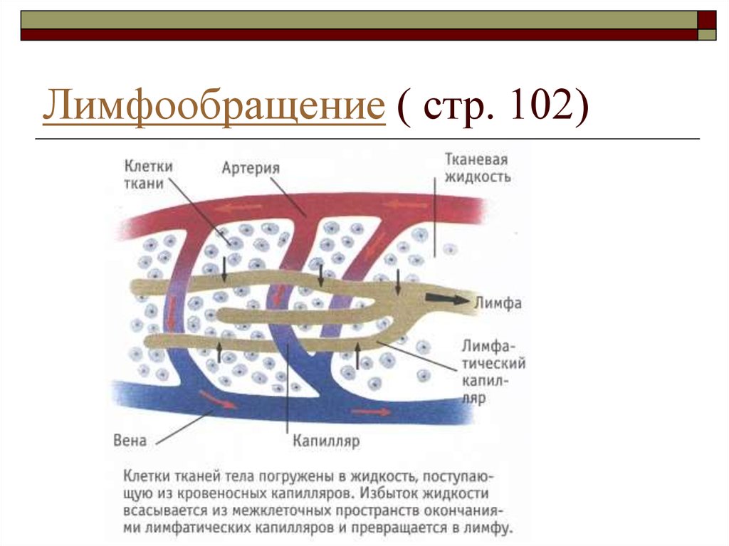 Состав лимфы схема