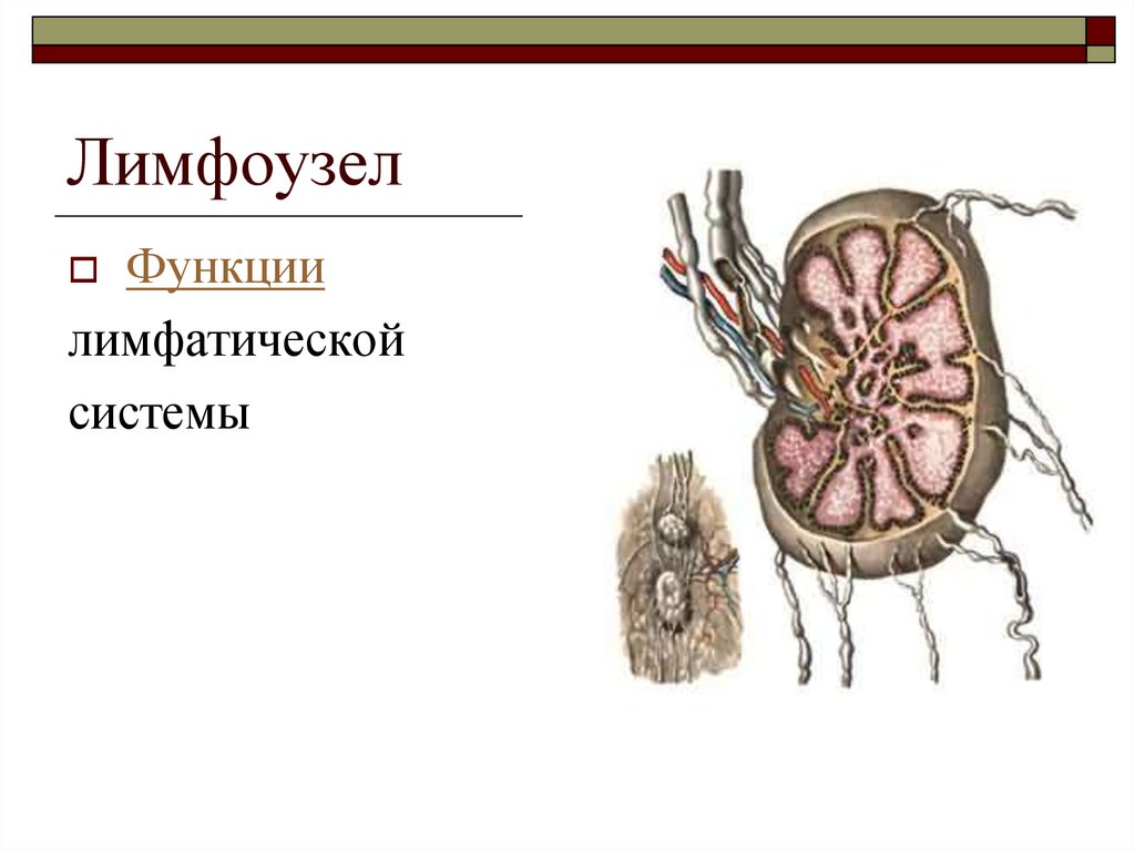 Функции лимфатических узлов. Лимфоузлы функции. Лимфоузел какая функция. Дренажная функция лимфоузлов.