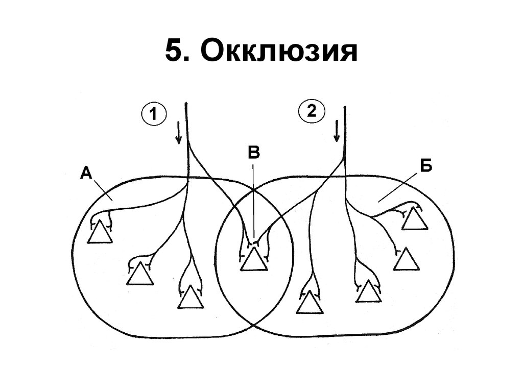 Окклюзия. Окклюзия физиология ЦНС. Окклюзия схема физиология. Функциональная окклюзия. Механизм окклюзии.