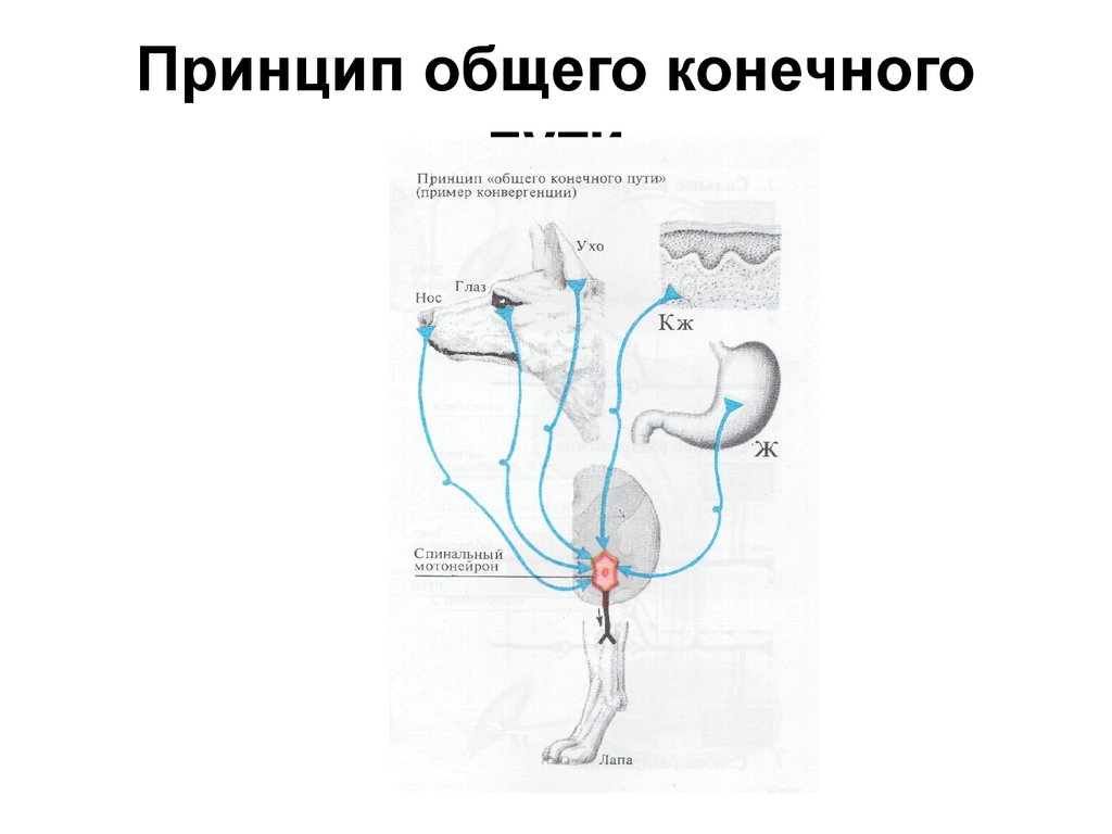 Принцип конечного пути. Принцип конечного общего пути двигательных проводящих путей. Принцип общего конечного пути схема. Принцип общего конечного пути физиология кратко. Схема принципа координации общий конечный путь.