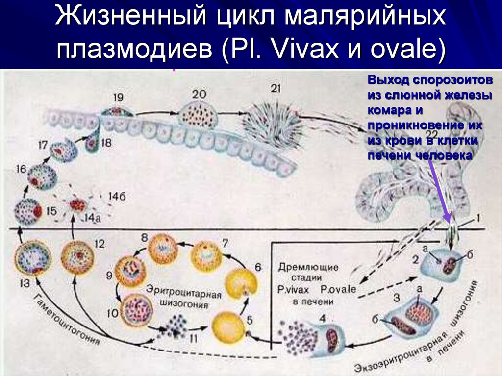 Несколько ведущих генераций плазмодиев в патогенезе малярии. Цикл малярийного плазмодия. Малярия шизогония. Плазмодиум Вивакс жизненный цикл. Цикл малярийного плазмодия схема.
