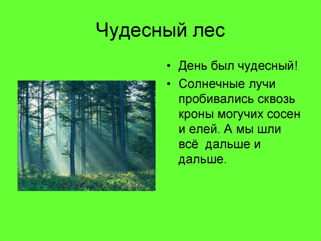 Лес какой вопрос. Сочинение на тему чудесный лес. Чудесного дня лес. Лесных чудесные. Сочинение на тему чудесный лес 3 класс.