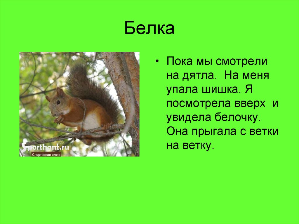 Белка