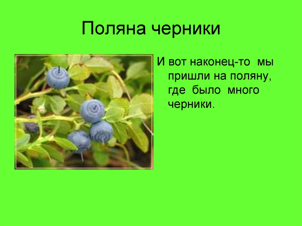 Поляна черники