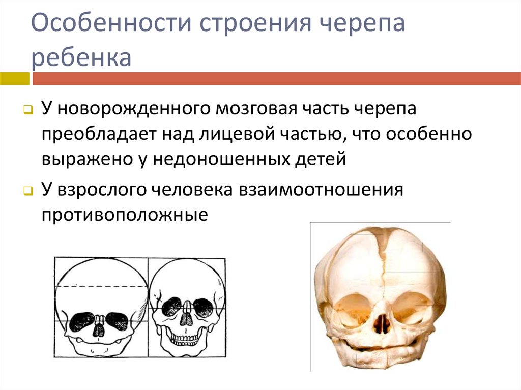 Особенности строения черепа человека. Кратко опишите возрастные особенности черепа новорожденного.. Отличительные признаки черепа новорожденного. Особенности строения черепа новорожденных детей. Перечислите отличительные признаки черепа новорожденного.