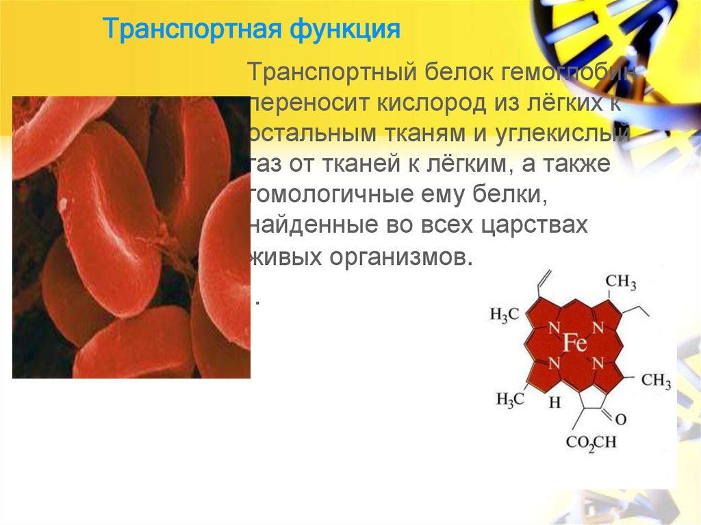 Транспортная функция белков картинки