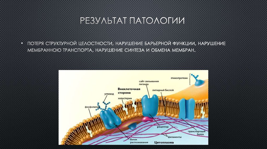 Нарушение мембран клетки. Механизмы нарушений барьерной функции биологических мембран.. Нарушение барьерной функции биологического мембраны. Нарушение функционирования мембран клетки. Транспорт с нарушением целостности мембраны.