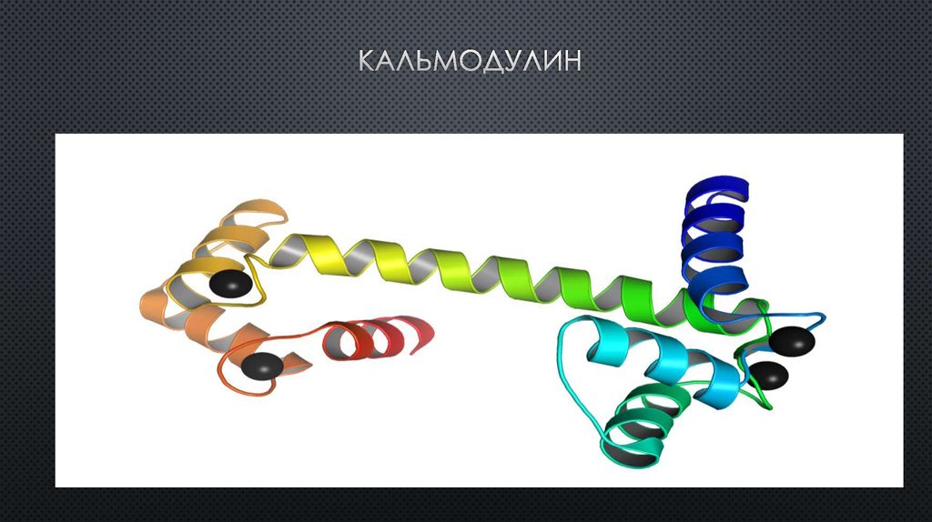 Кальмодулин