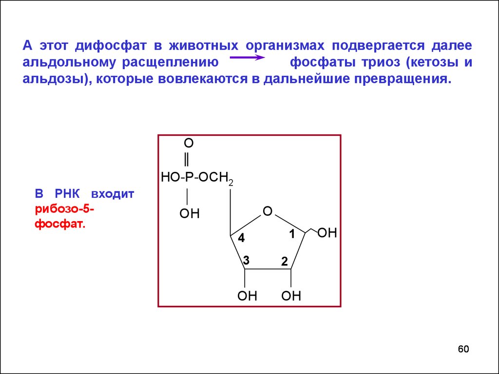 Рибозо 5 фосфат