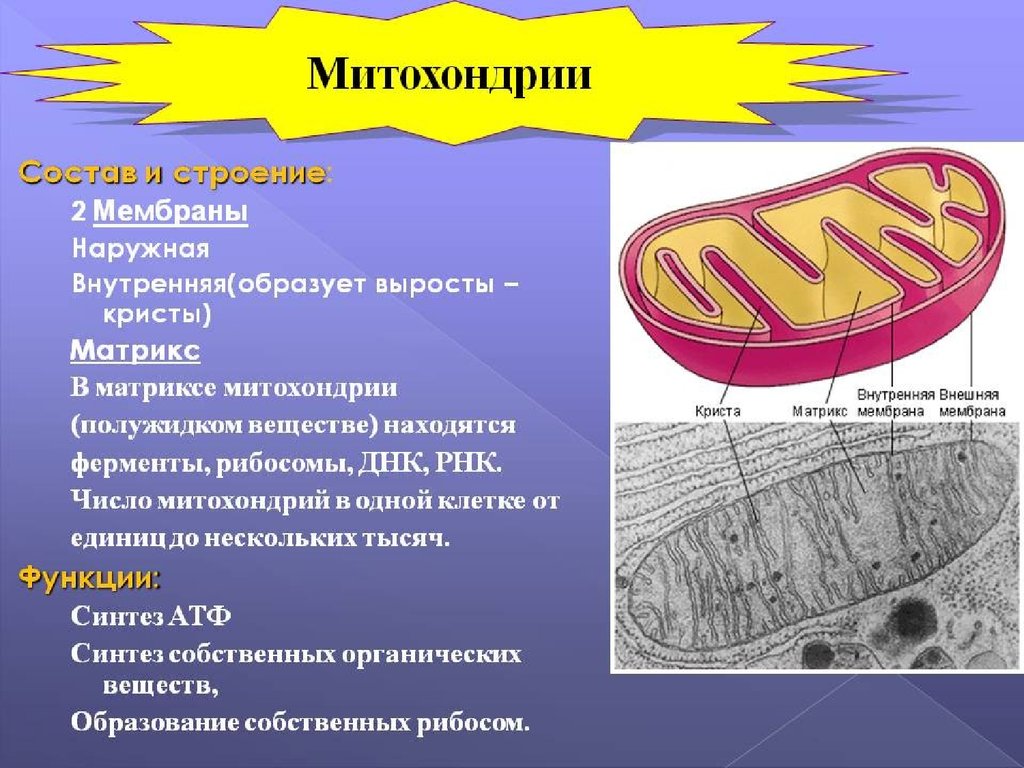 Митохондрия деген не презентация