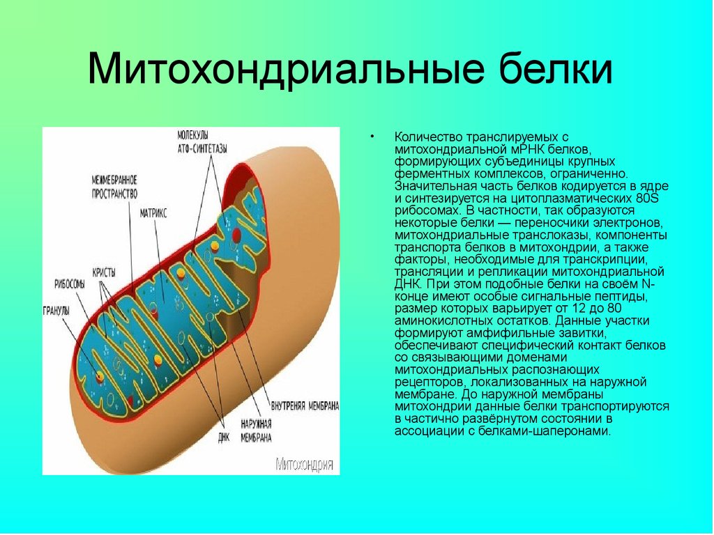 Митохондрия рнк. Биосинтез белка в митохондриях. Митохондрии порин. Синтез белка в митохондриях. Митохондрии функции МРНК.