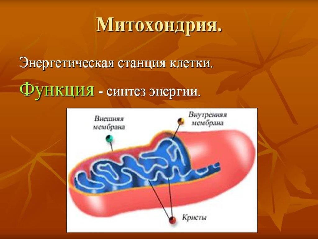 Функции митохондрии синтез