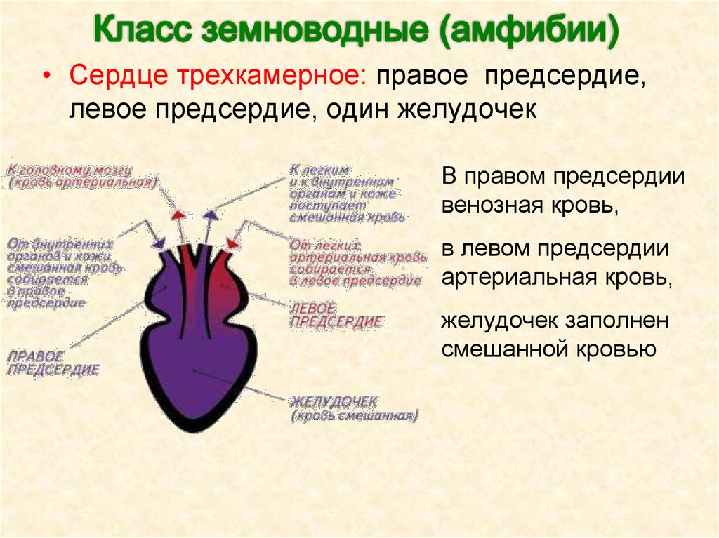 У какого животного трехкамерное. Строение сердца земноводных. Сердце земноводных схема. Строение сердца лягушки 7 класс биология. Строение сердца земноводного.