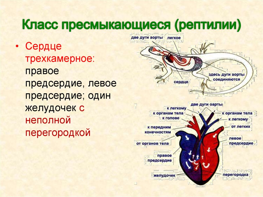 Строение кровеносной системы у пресмыкающихся. Пресмыкающиеся строение сердца. Кровеносная система система пресмыкающихся. Особенности строения сердца у пресмыкающихся. Кровеносная система земноводных перегородка.