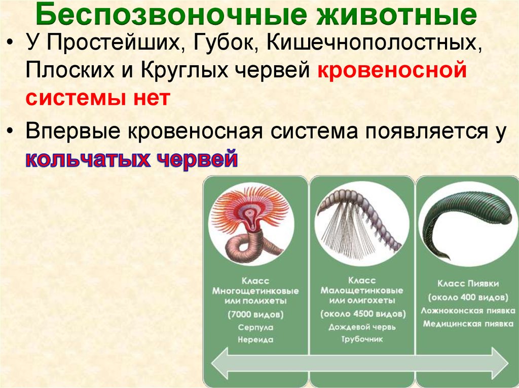 Усложнение червей. Беспозвоночные животные. Беспозвоночные животные строение. Беспозвоночные Эволюция. Особенности строения беспозвоночных животных.