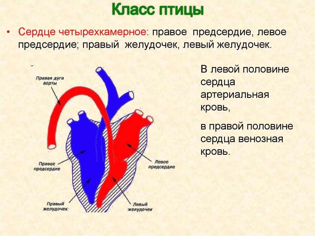 Какая кровь содержится в левой части сердца. Венозная и артериальная кровь в сердце схема. Схема сердца венозная кровь. 4 Камерное сердце схема кровообращения. Строение сердца венозная кровь.