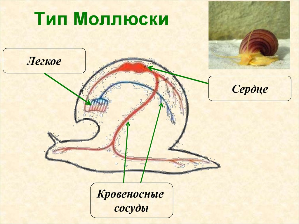 Наземные моллюски органы дыхания