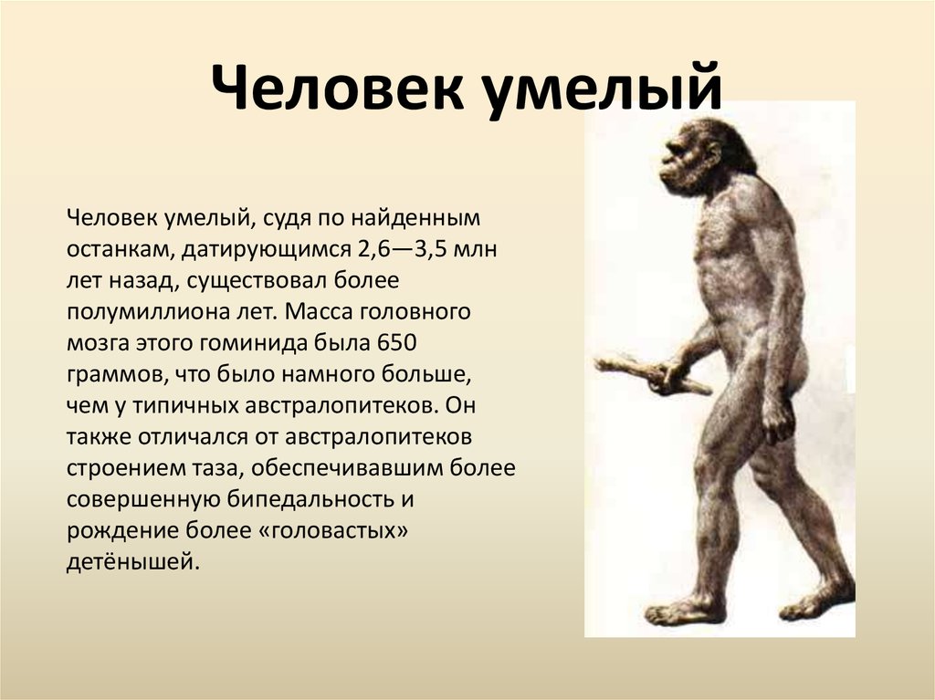 1 млн лет назад. Homo habilis характеристика. Человек умелый прямоходящий таблица. Эволюция человека homo habilis. Человек умелый человек прямоходящий характеристики.