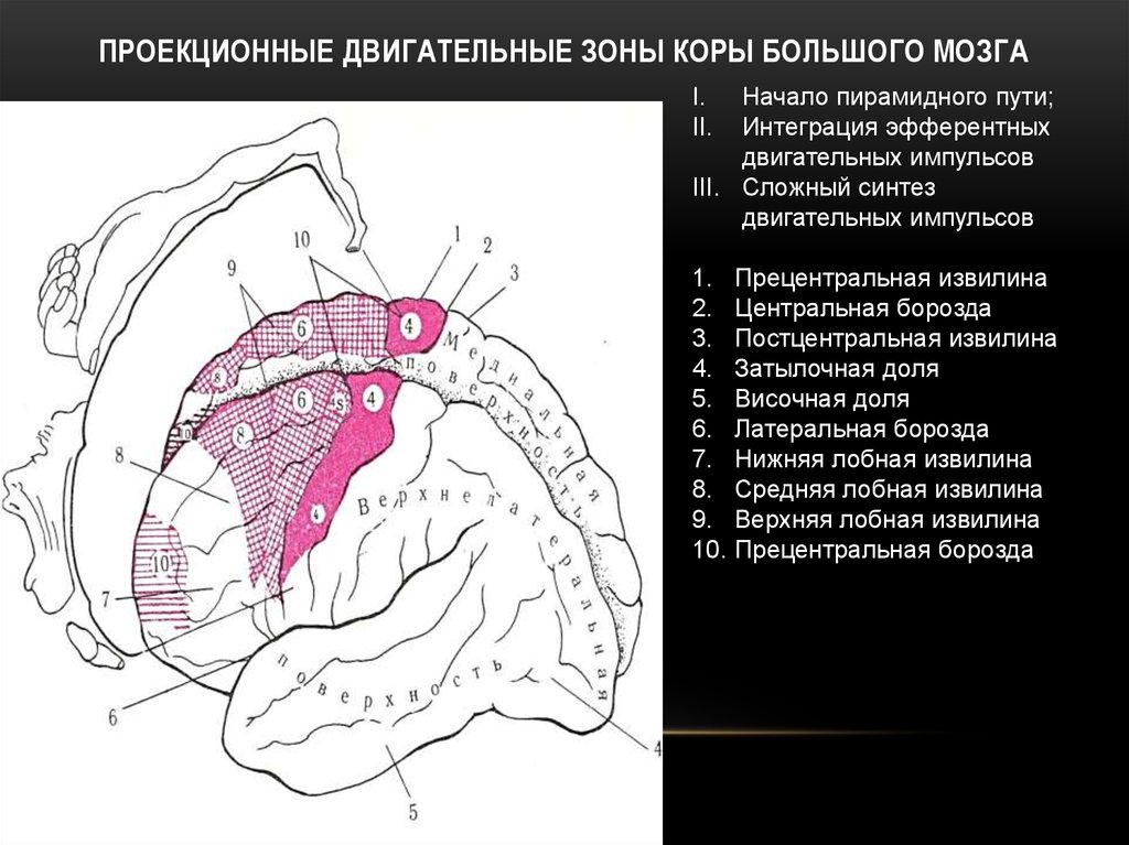 Двигательная зона коры мозга. Первичные проекционные зоны коры головного мозга. Проекционные зоны коры головного мозга входят в состав. Первичные проекционные зоны сенсорной коры. Вторичные проекционные зоны коры головного мозга.