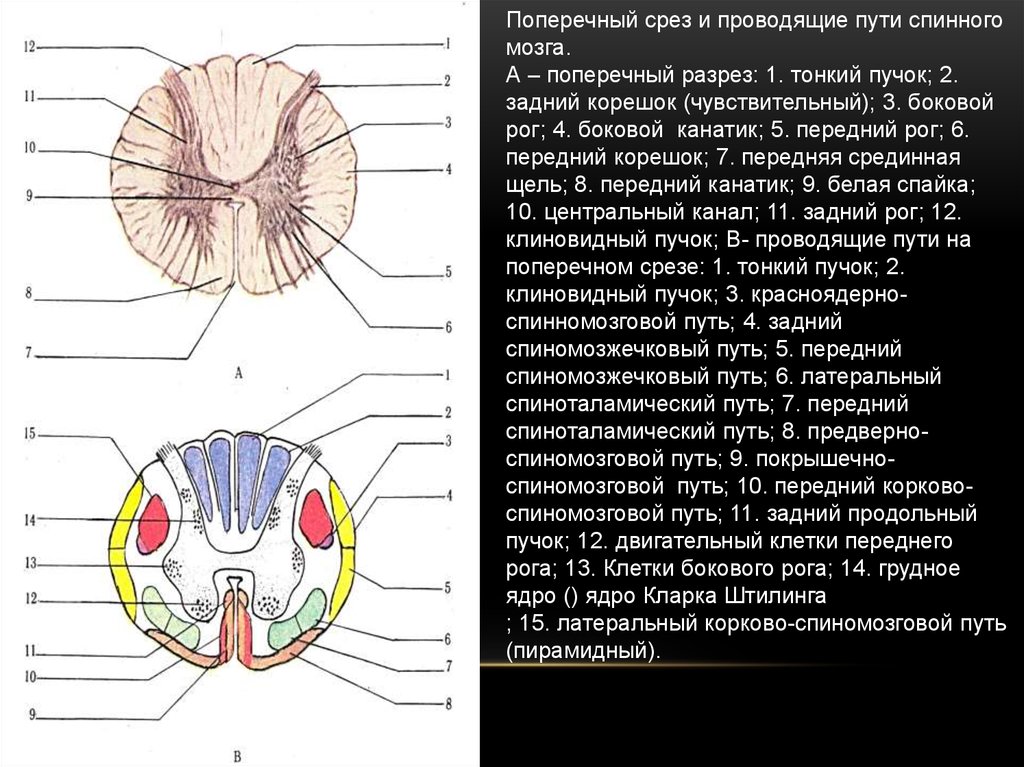 Канатики спинного мозга. Поперечный разрез спинного мозга проводящие пути. Нисходящие пути боковых канатиков спинного мозга. Ядра задних канатиков спинного мозга. Основные пути канатиков спинного мозга.