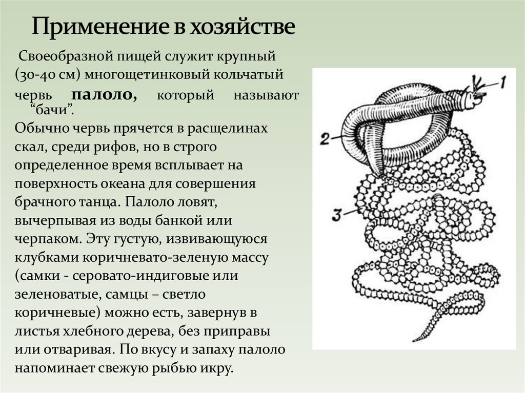 Значение кольчатых червей в природе и жизни. Палоло кольчатый червь. Роль кольчатых червей в экосистеме. Многощетинковые черви значение. Роль многощетинковых червей в природе.