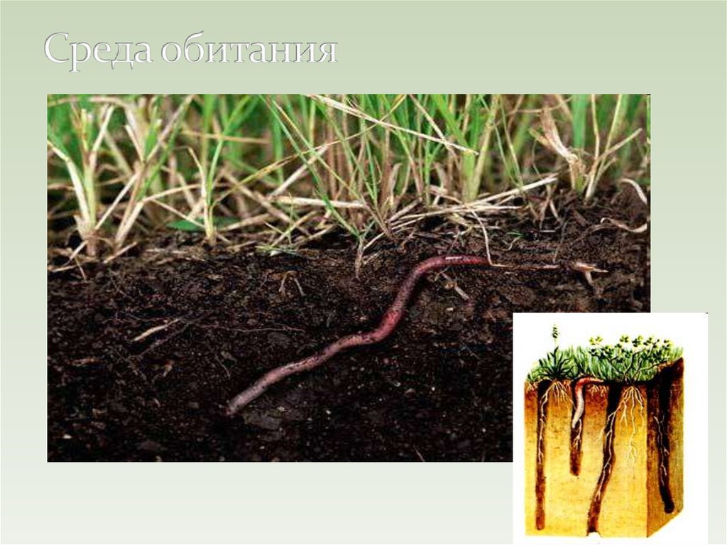 Приспособления червя к почвенной среде. Дождевые черви среда обитания. Почвенные Малощетинковые черви. Среди обитание дождевой червь. Среда обитания дождевых червей.