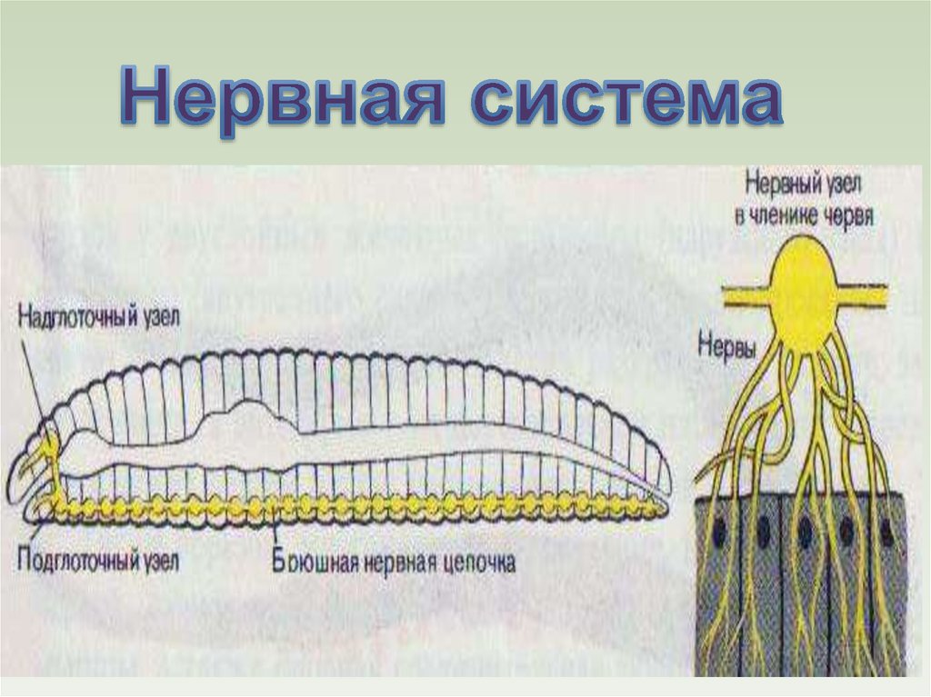 Нервная система червей. Нервная система кольчатых червей. Кольчатые черви нервная система схема. Узловая нервная система у кольчатых червей. Нервная система кольчатых червей схема.