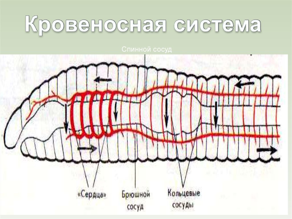 Спинно брюшном направлении. Кровеносная система кольчатых червей. Кровеносная система кольчатых червей схема. Схема кровеносной системы дождевого червя. Кровеносная система червя.