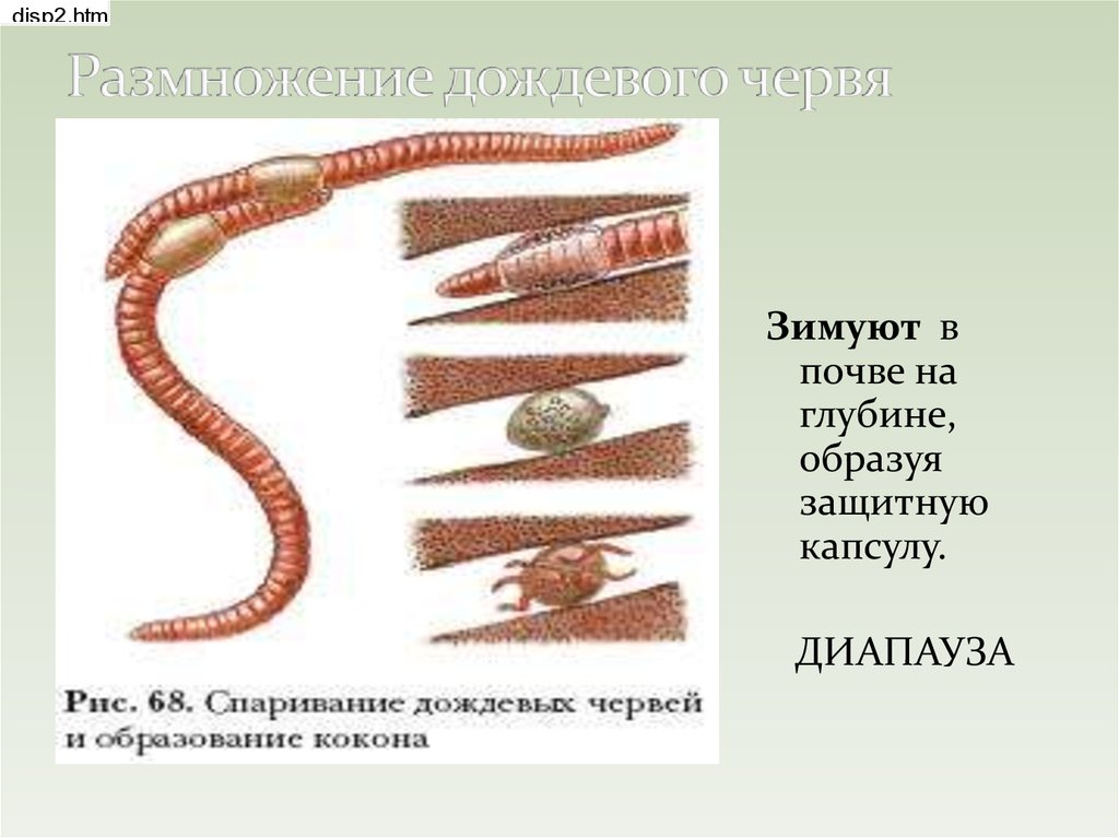 Форма кольчатых червей. Спаривание червей дождевых червей. Малощетинковые кольчатые черви размножение. Размножение червяка дождевого. Кольчатые черви дождевой червь размножение.